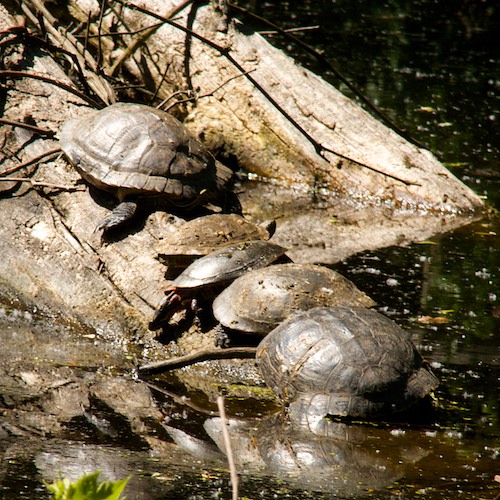 #30x30Challenge Day 25 painted turtles sunning at Riverdale Farm